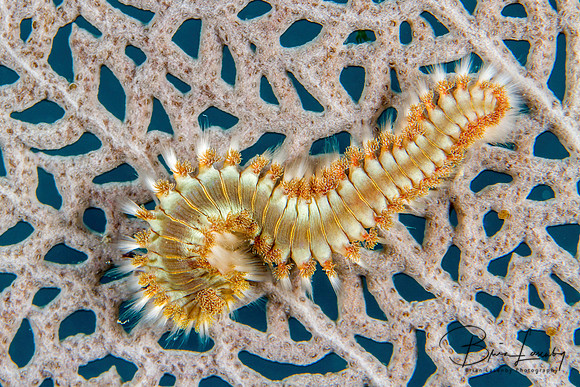 Bearded Fireworm on Sea Fan
