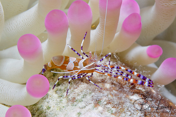 Spotted Cleaner Shrimp - Bonaire, Netherlands Antilles