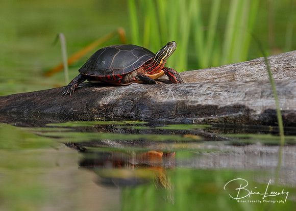 Midland Painted Turtle - Pinery Provincial Park, ON