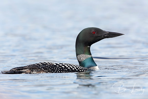 Common Loon on a Canadian Lake