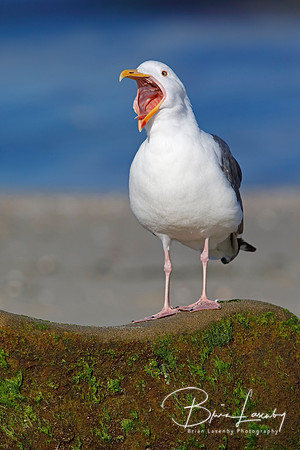 California Gull calling from a rock on a beach