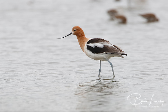 American Avocet - Texas