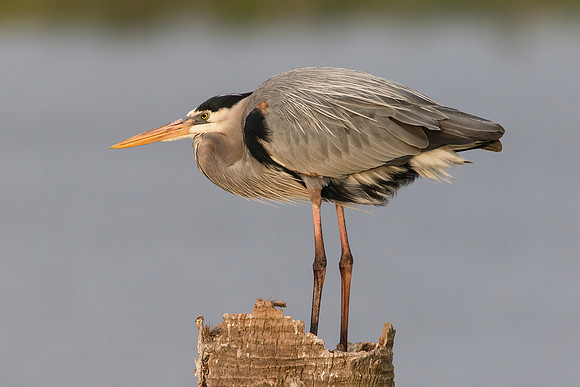 Great Blue Heron - Florida