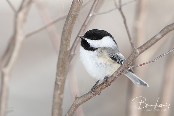 Black-capped Chickadee