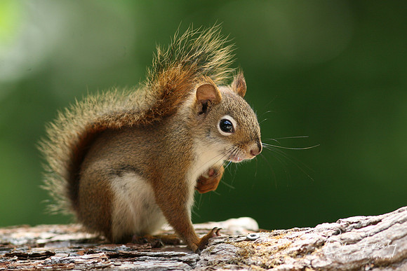 Red Squirrel