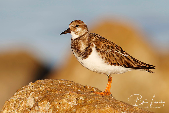 Ruddy Turnstone in fall plumage - St. Petersburg, Florida