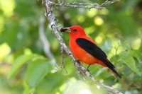 Tanagers