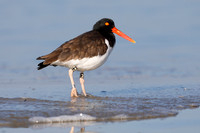 American Oystercatcher resting on a beach - Jekyll Island, Georg