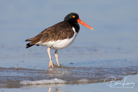 American Oystercatcher resting on a beach - Jekyll Island, Georg