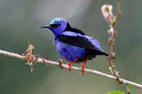 Red-legged Honeycreeper - Gamboa, Panama