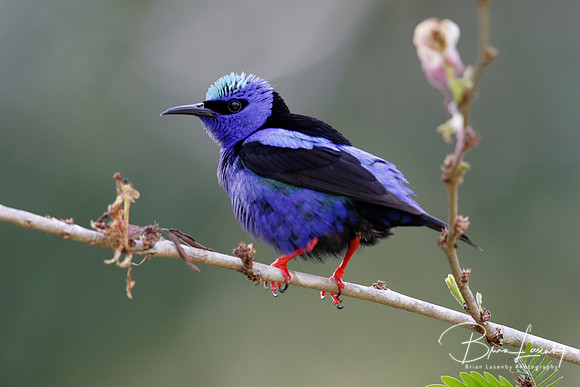 Red-legged Honeycreeper - Gamboa, Panama