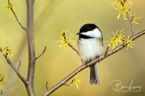 Black-capped Chickadee in a Witch Hazel Shrub