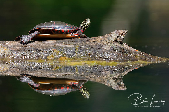 Midland Painted Turtle - Pinery Provincial Park, ON
