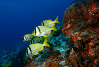 Porkfish
