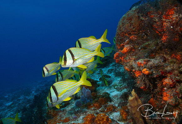 Porkfish