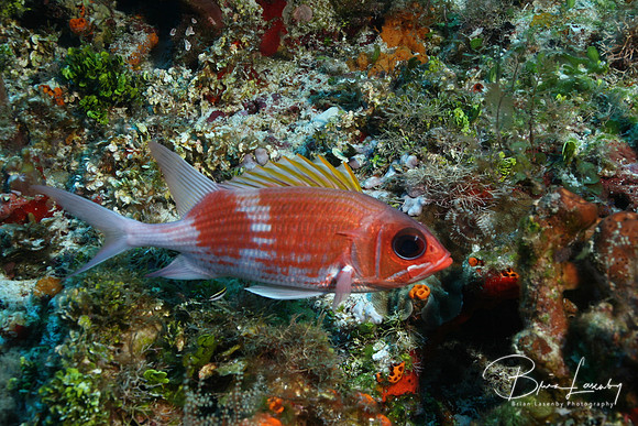 Squirrelfish