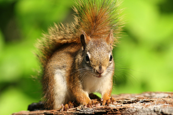 Red Squirrel