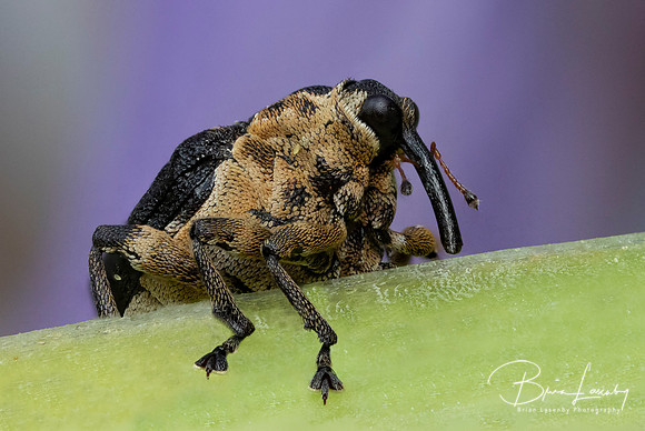 Iris Weevil on a blue flag iris - Ontario, Canada