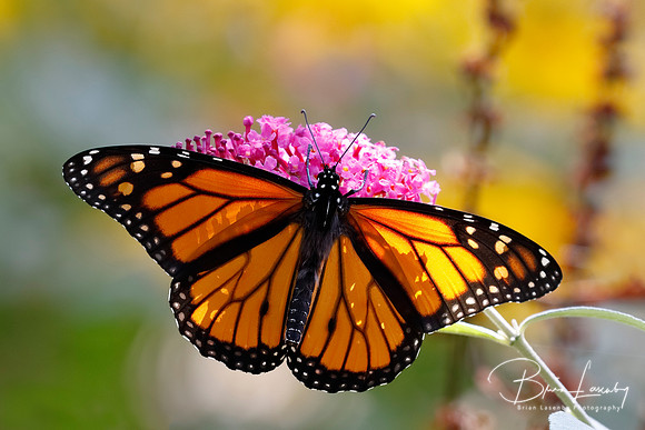 Monarch Butterfly Nectaring on Butterfly Bush