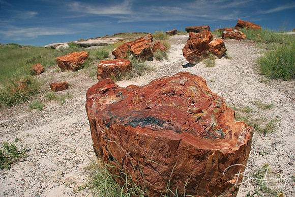 2 Stock Petrified Forest 253