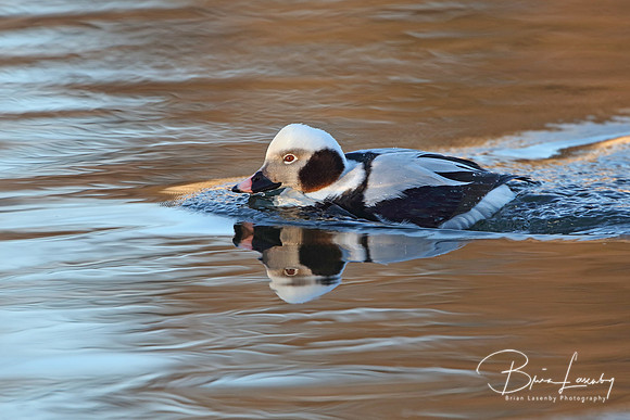 Male Long-tailed Duck (Clangula hyemalis) in Winter Plumage