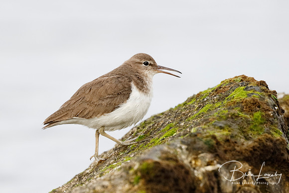 Spotted Sandpiper in winter plumage foraging on a rock