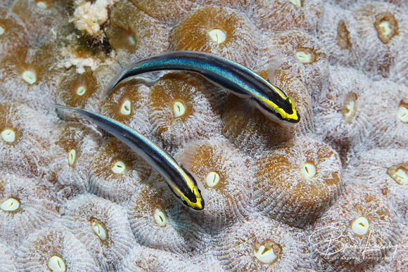 Pair of Sharknose Gobies on a coral head - Bonaire