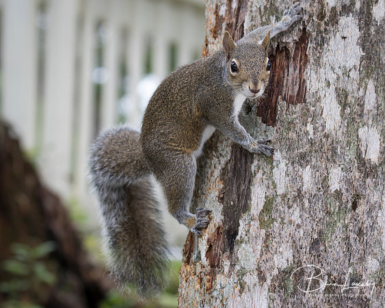 Eastern Gray Squirrel Clinging to a Tree Trunk