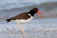 American Oystercatcher calling on a beach - Dunedin, Florida