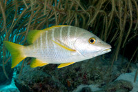 Schoolmaster swimming over a coral reef - Bonaire