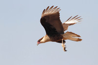 Immature Crested Caracara in Flight - Texas