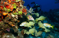 Scuba Diver and School of Caesar Grunts and Schoolmasters