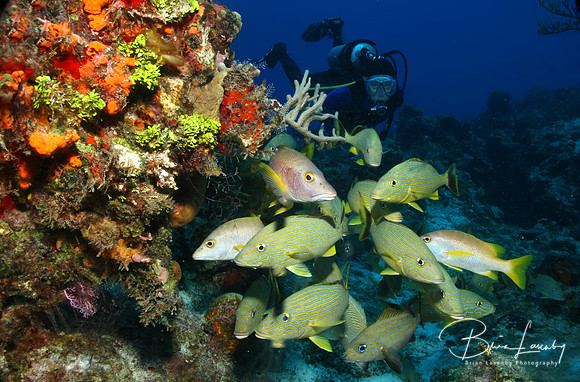 Scuba Diver and School of Caesar Grunts and Schoolmasters