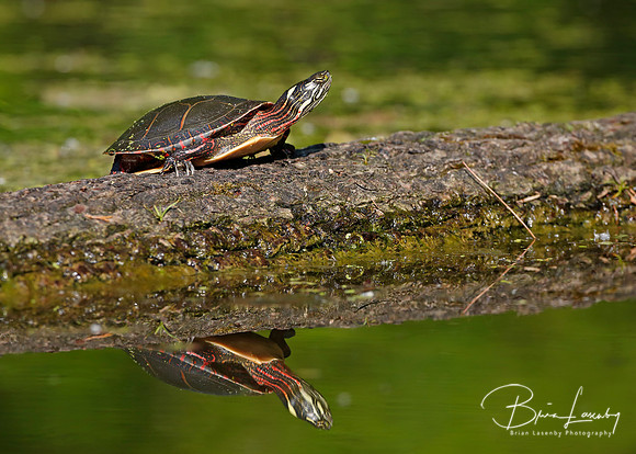 Painted Turtle Basking on a Log