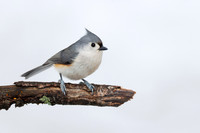 Tufted Titmouse perched on a dead branch in winter