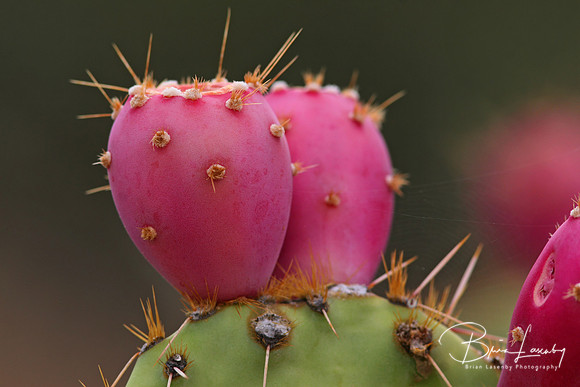 4 Stock Prickly Pear 357