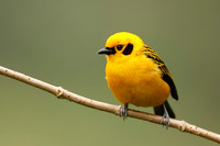 Golden Tanager - Ecuador