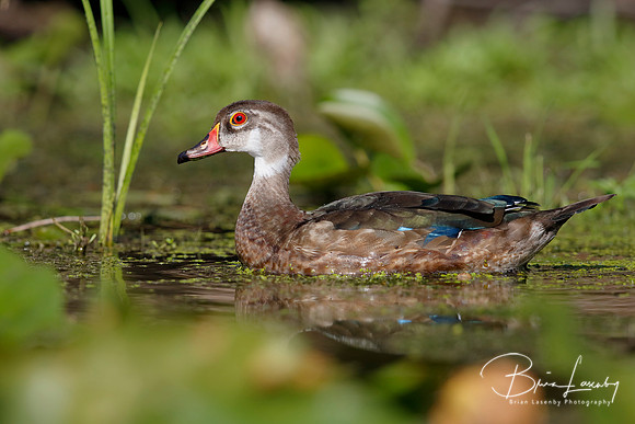 Male Wood Duck in Eclipse Plumage - Summer