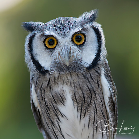 Closeup of a Northern White-faced Owl