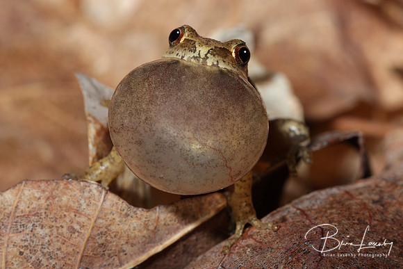 Spring Peeper