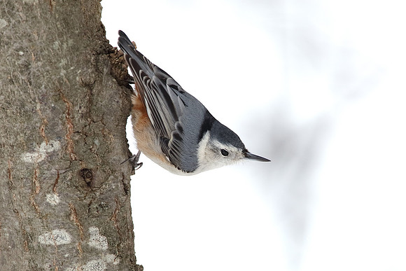 White-breasted Nuthatch Perched on a Tree Trunk