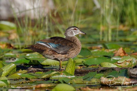 Male Wood Duck in Eclipse Plumage