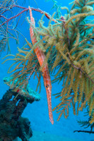 Trumpetfish Hiding in Gorgonians - Bonaire