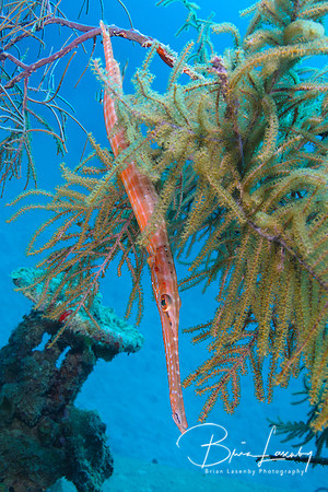 Trumpetfish Hiding in Gorgonians - Bonaire
