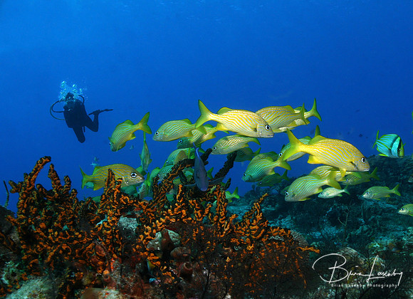 Scuba Diver and School of Grunts