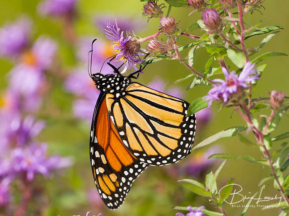 Monarch