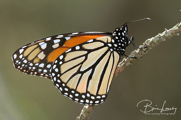 Monarch