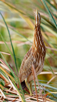 American Bittern Hiding in a Cattail Marsh - Florida