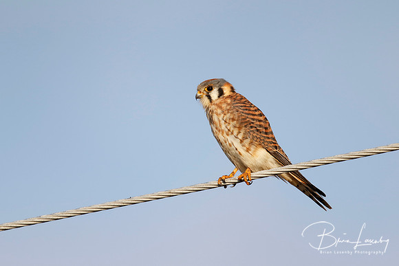 Female American Kestrel perched on a wire - Florida