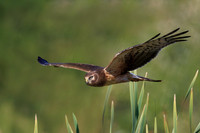 Northern Harrier flying over a marsh in search of prey